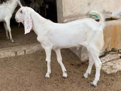 | Bakry | bakry for qurbani | 2 dant bakry | bakra