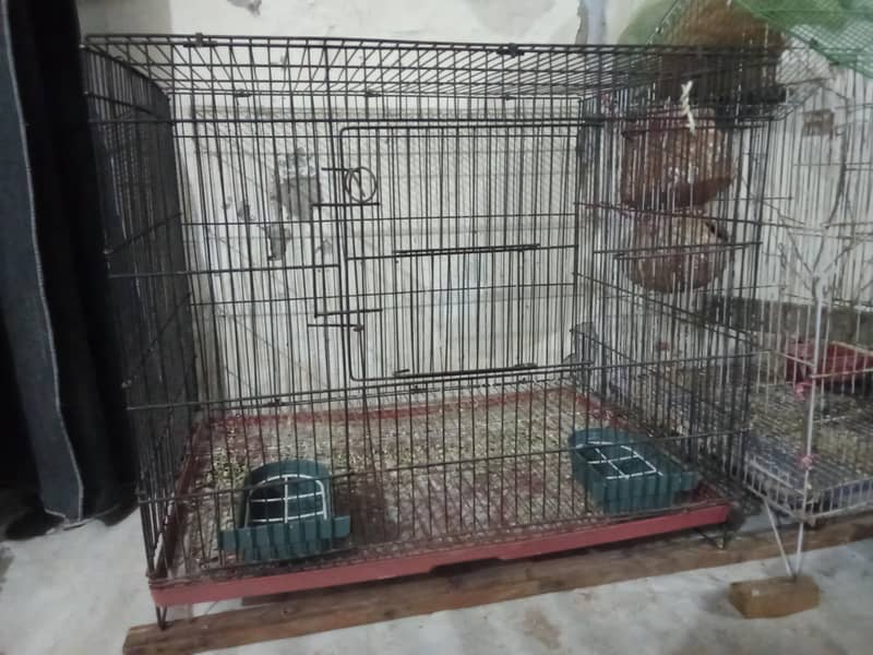 bird cage 2