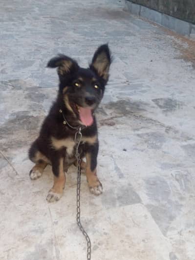 German Shepherd Puppy