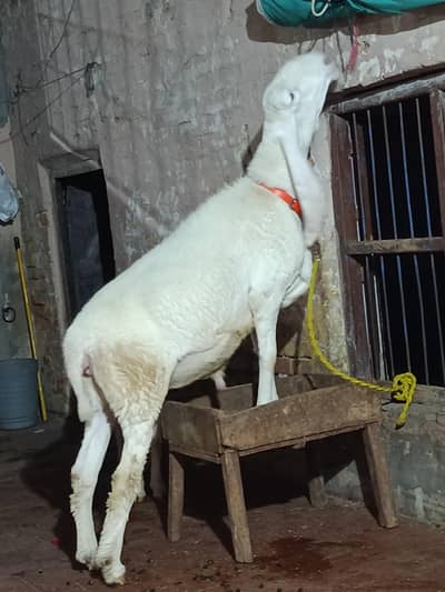 kajlaa and mundraa for sale ghr ka paly hova haa