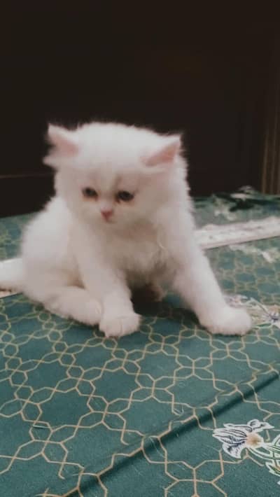 KITTENS FOR SALE