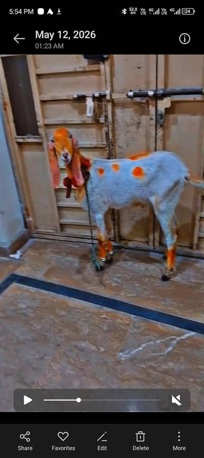 Qurbani bakra 2 dant for sale