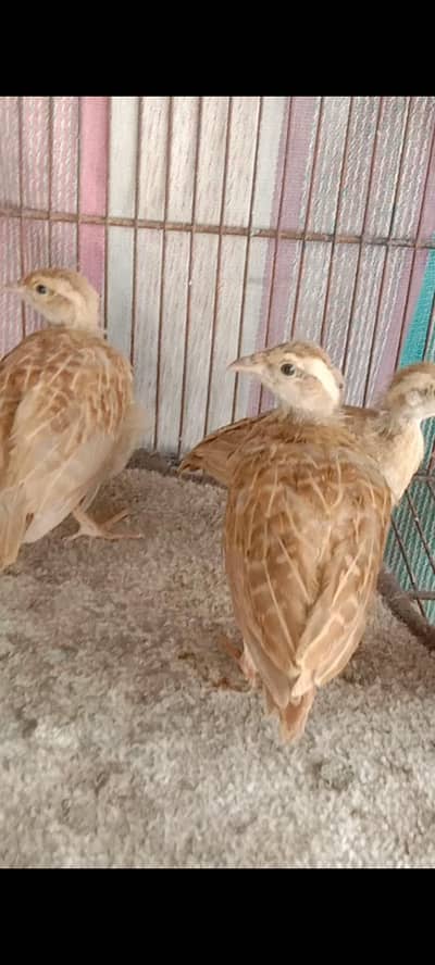 Irani teeter bacha and breeder