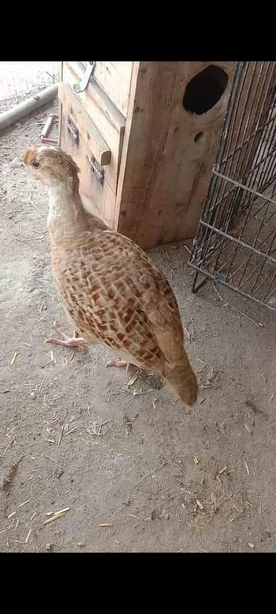 Irani teeter  breeder males