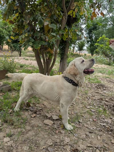British Labrador Dog