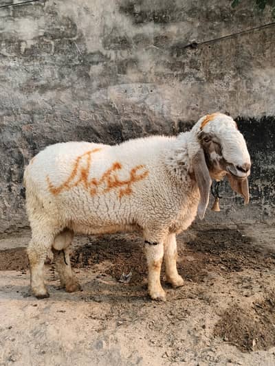 Sheru sale for Eid