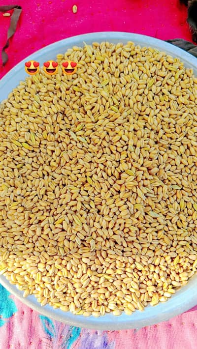 wheat for sale