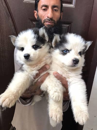 Siberian husky wooly coat, blue eyes puppies