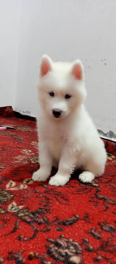 Siberian husky wooly coat, blue eyes puppies