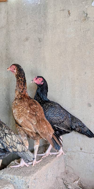 2 pawer mianwali female available. Whatsapp: 03159640025