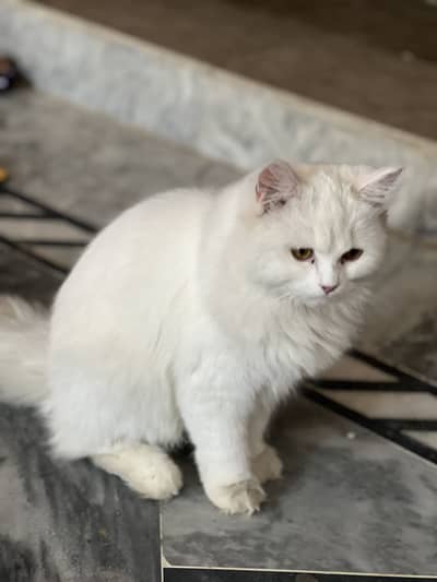 Russian cat urgent sale