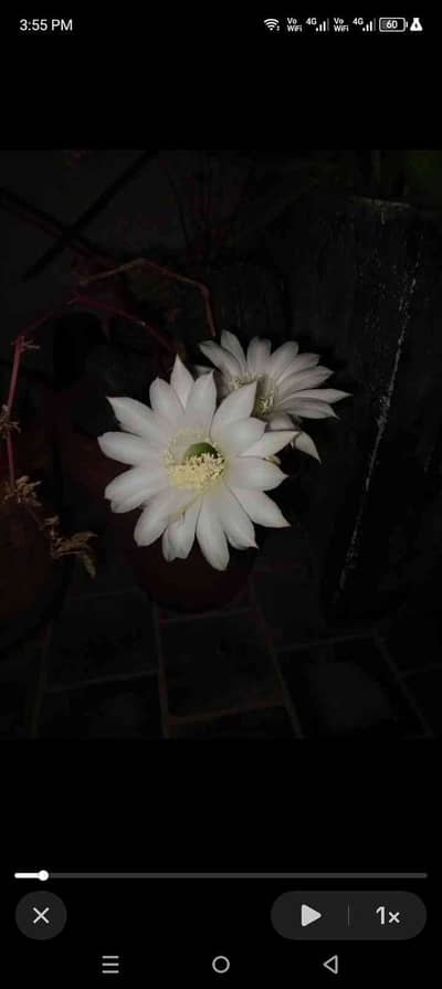 Ghulam Nabi