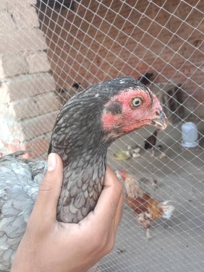 سرمئی اصیل مرغی