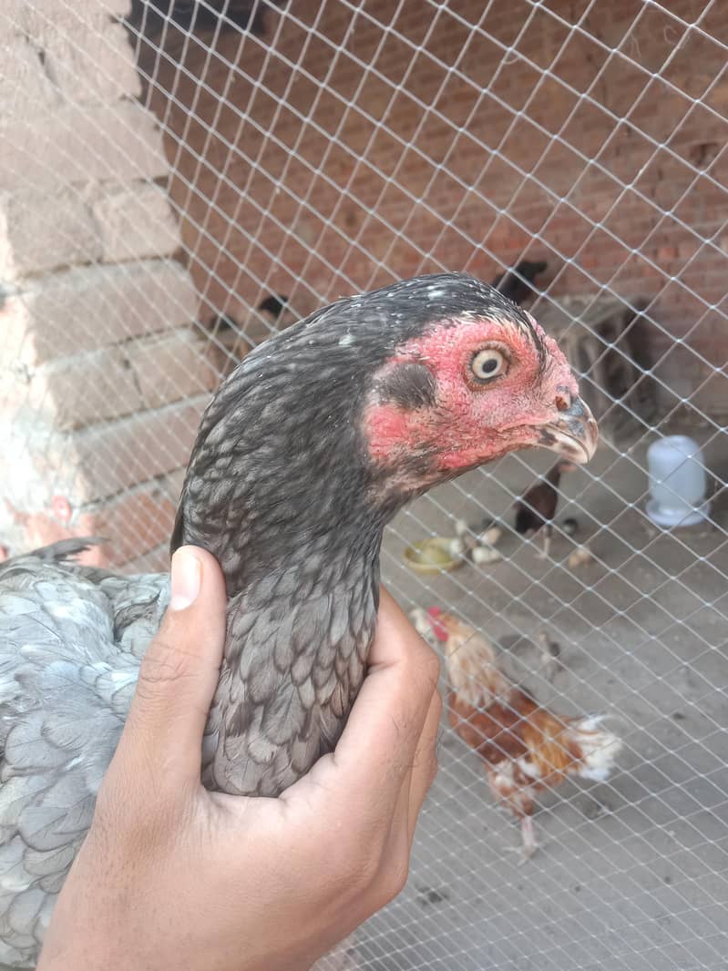 سرمئی اصیل مرغی 0