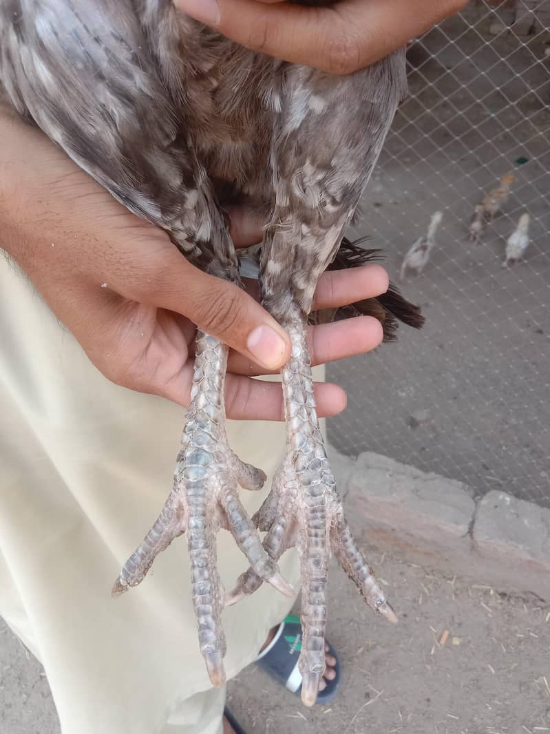 سرمئی اصیل مرغی 1
