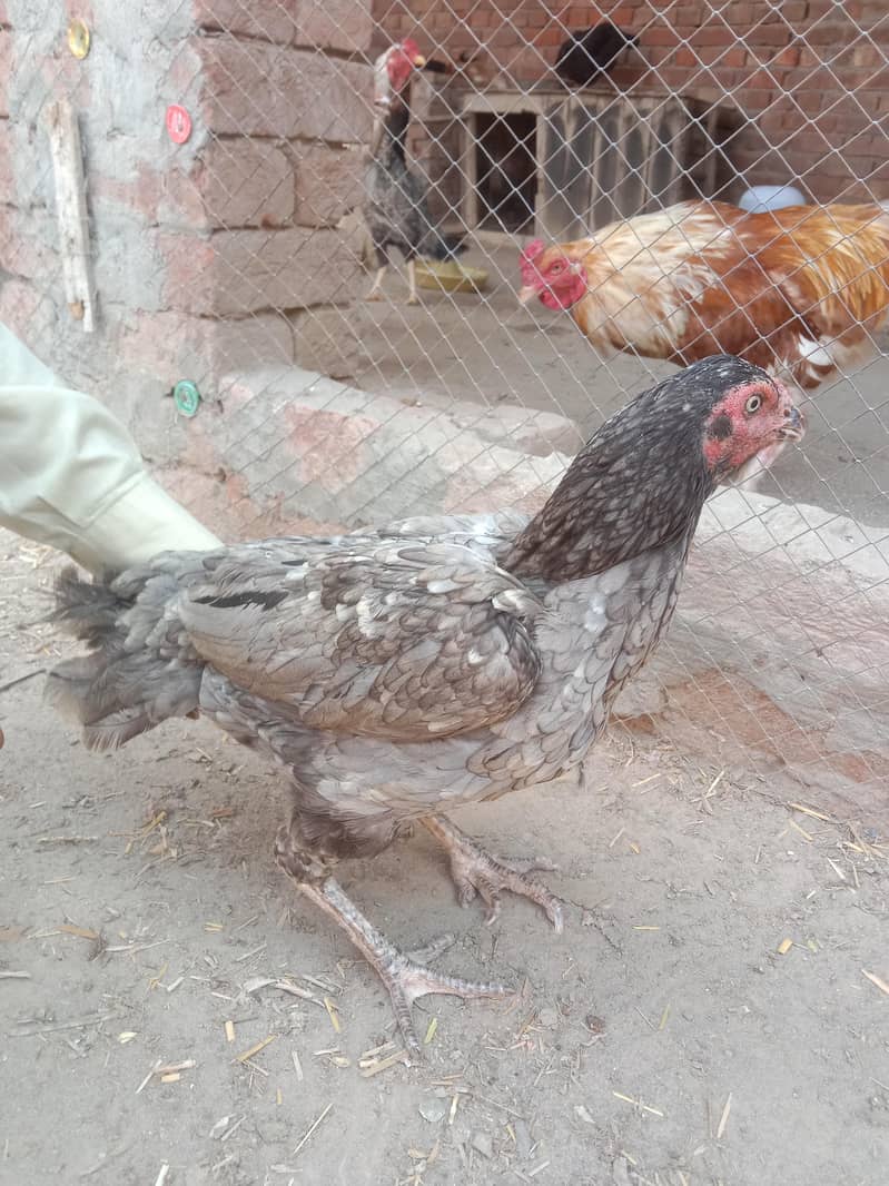 سرمئی اصیل مرغی 2