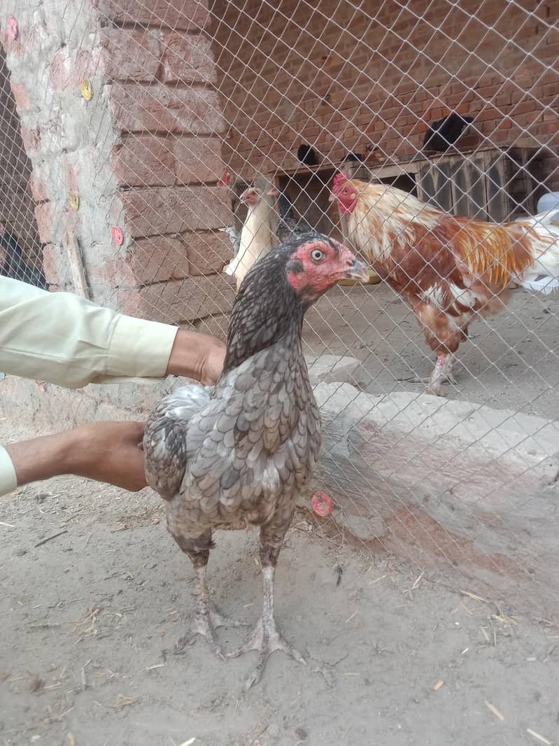 سرمئی اصیل مرغی 3