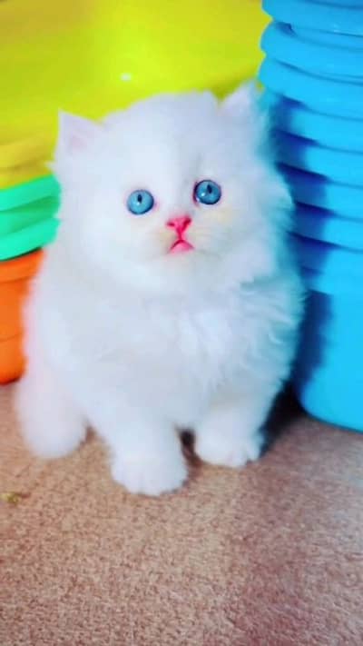 pairsian helthy and active male female kitten for sale