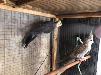 cocktail pair for sale full healthy and active