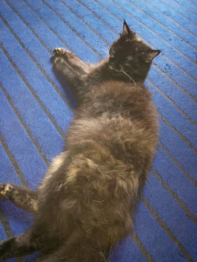 Triple coat Persian Cat