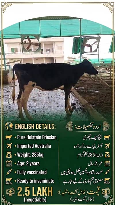 Qurbani Janwar | Bull | Cow | Heifer| Cattle Farm