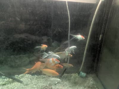 Fish with aquarium