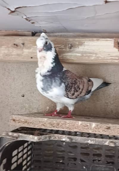 full breeder centinent pair with 2 eggs
