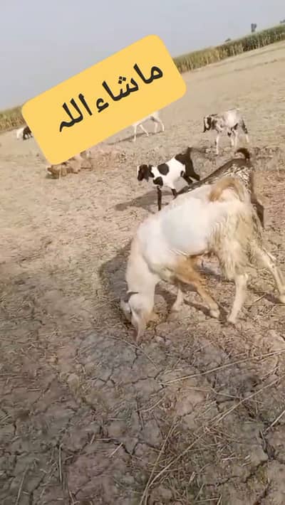 Bakra for sale, weight,30 sec 35 kg, white, big height,healthy