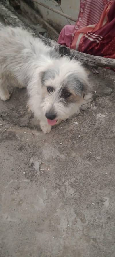business urgent sale dog free b Lana howa to batya
