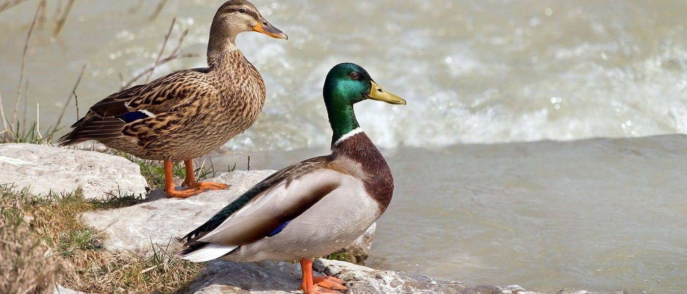 Ducks & Chakor 1