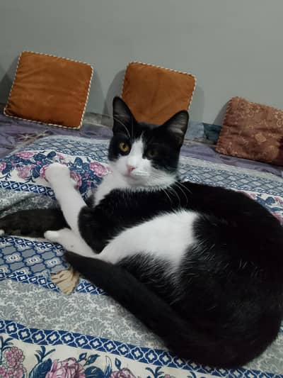 Home breed Billa Say Masha Allah Please.