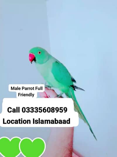 Hand Tamed Full Friendly Green Ring Neck Male Parrot Jumbo Size