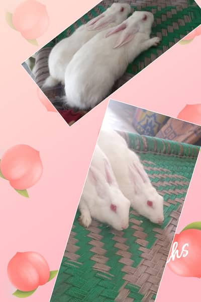 Rabbits