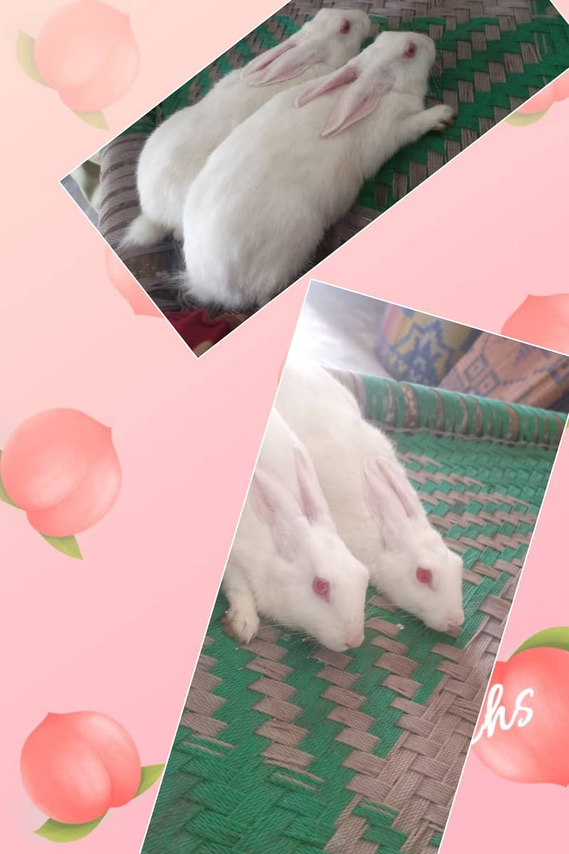 Rabbits 0