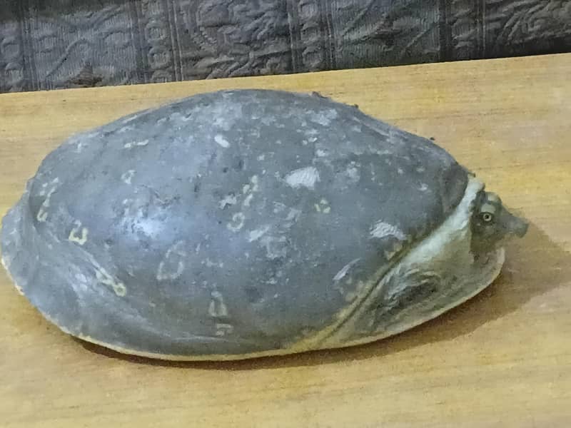 Turtle large size 2
