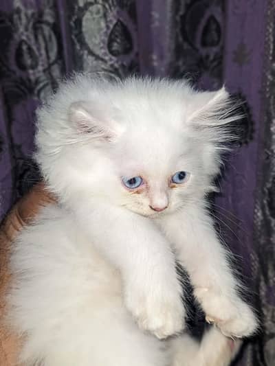 Persian Triple Coated Kittens for Sale