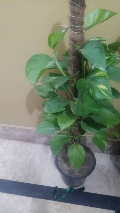 money plant