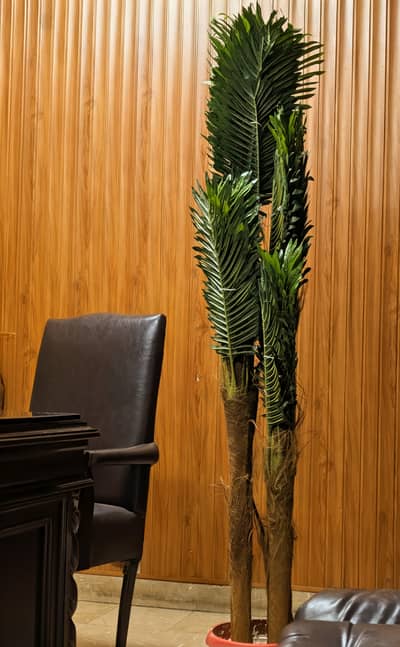 Areca Palm tree