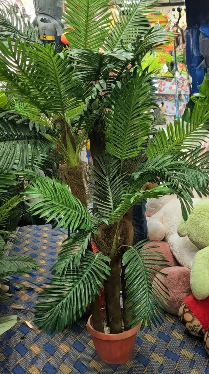 Areca Palm tree 1