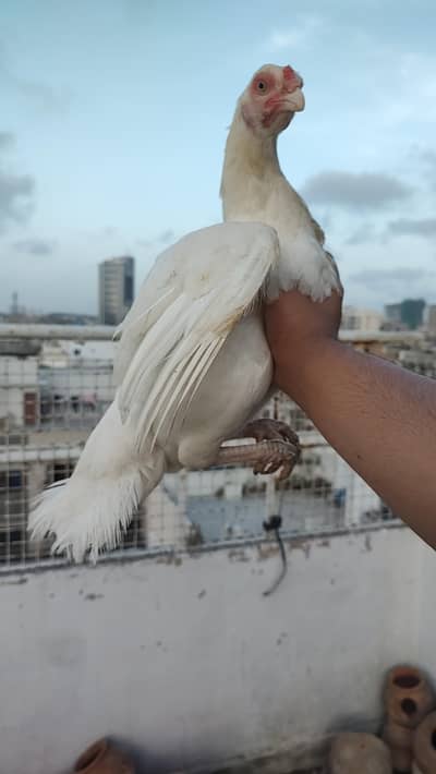 mianwali HEERA ASEEL MALE FEMALE& chicks