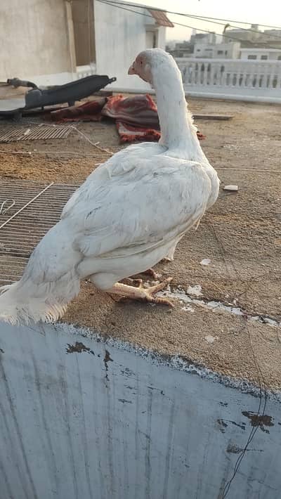 mianwali HEERA ASEEL MALE FEMALE& chicks