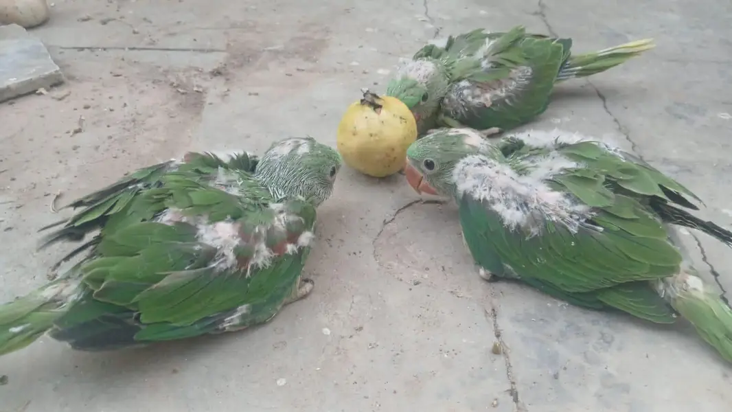 Raw Parrot breeder pair, single male/ female and babies for sale — photo 5