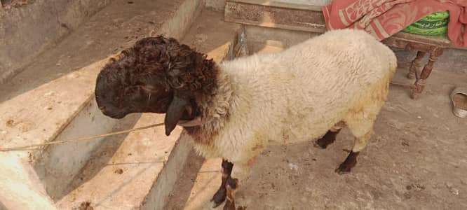 Bakra