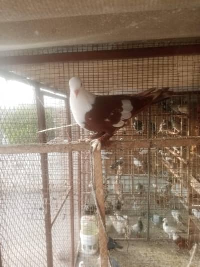 karbali for sell