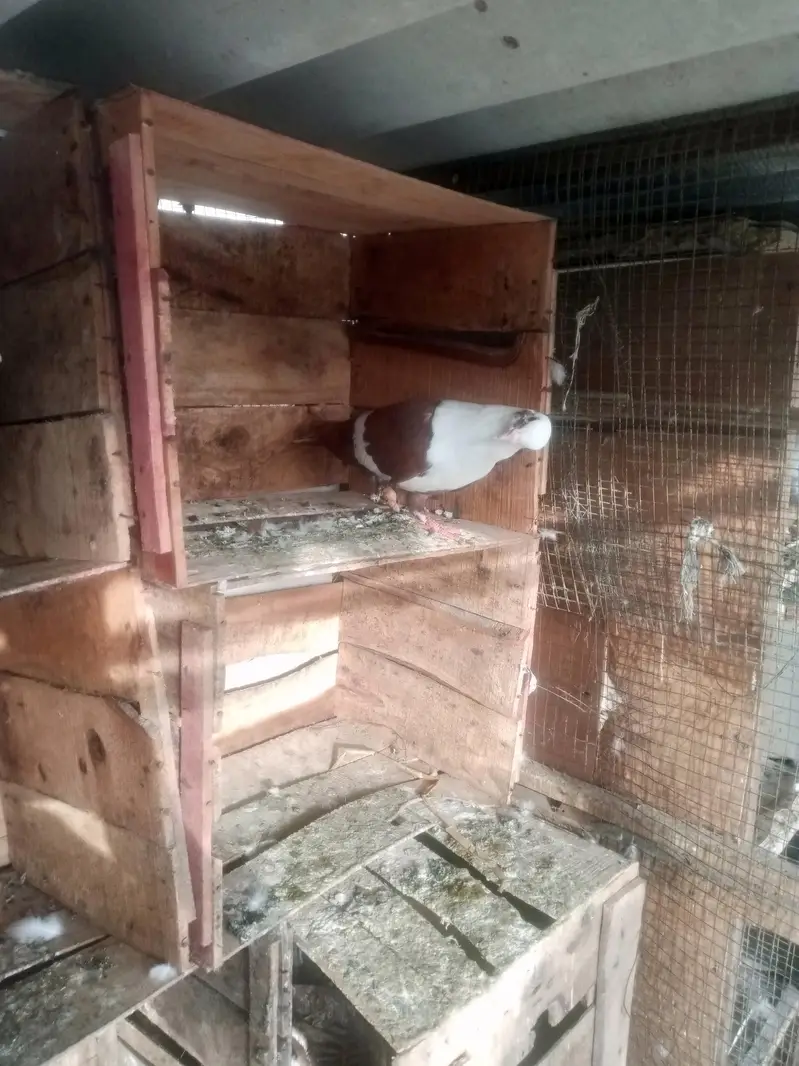 karbali for sell — photo 2