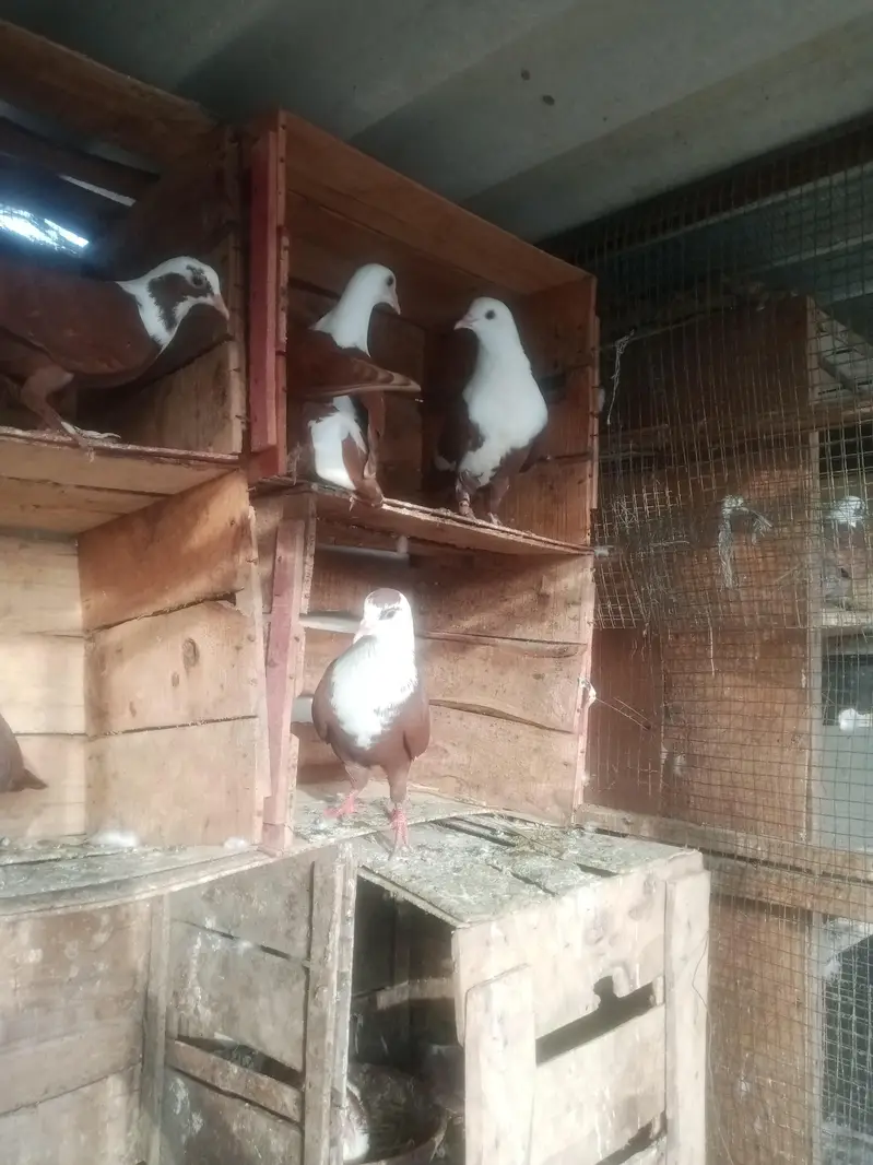 karbali for sell — photo 3