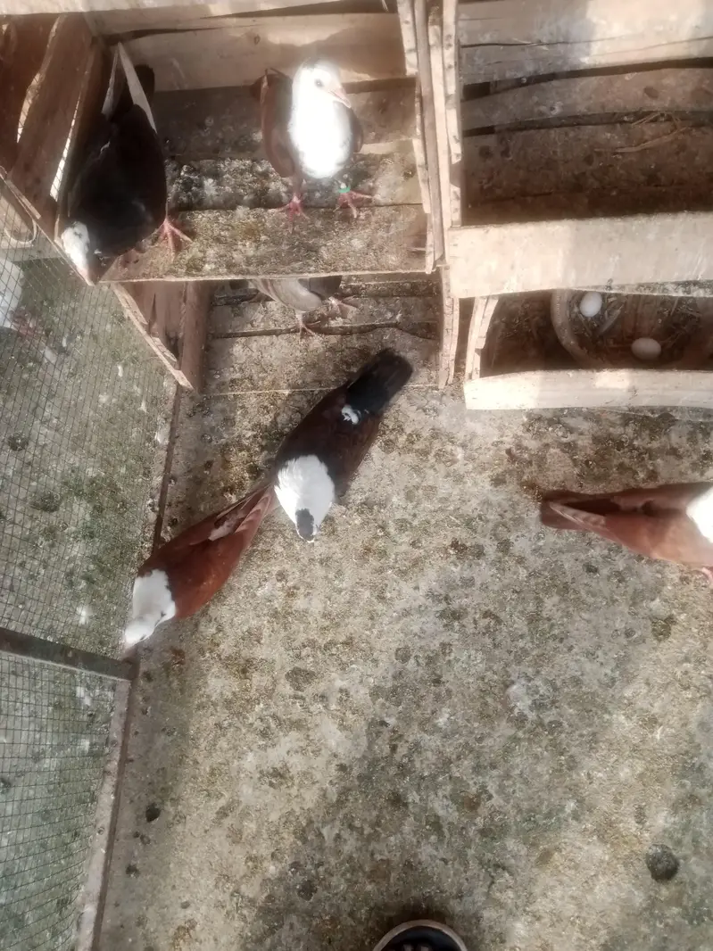 karbali for sell — photo 4