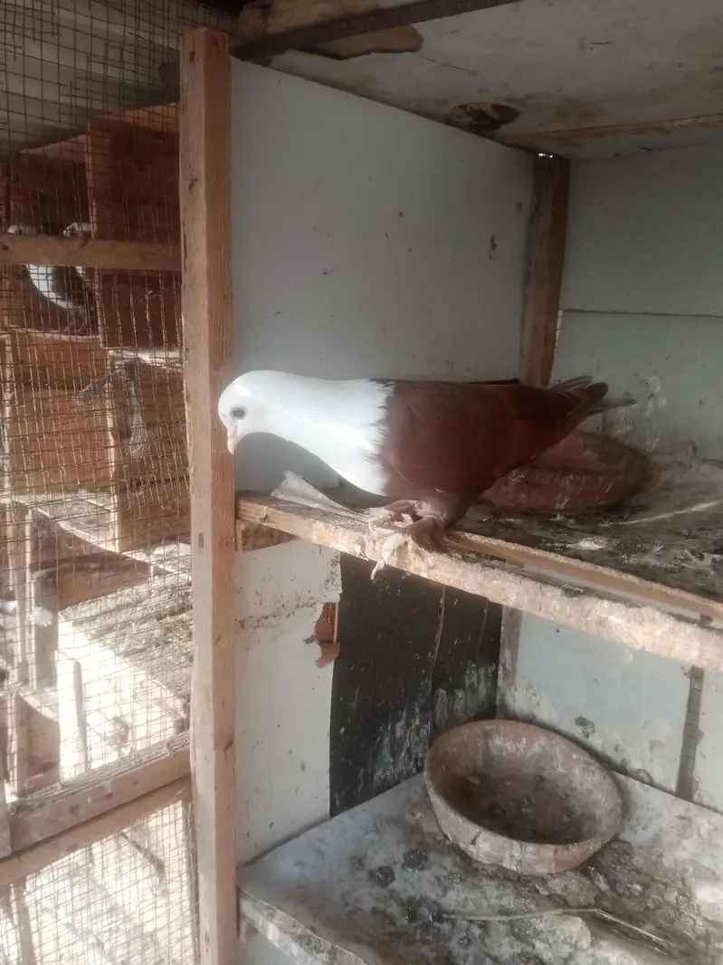 karbali for sell — photo 6