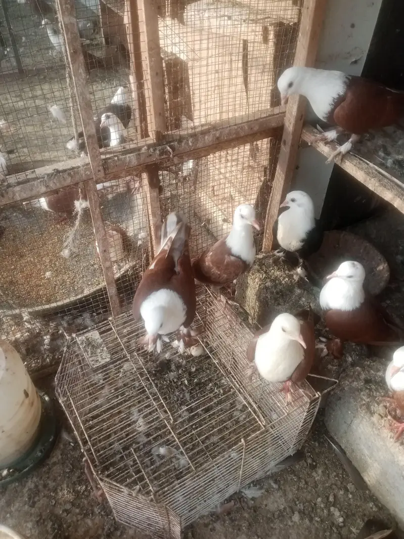 karbali for sell — photo 8