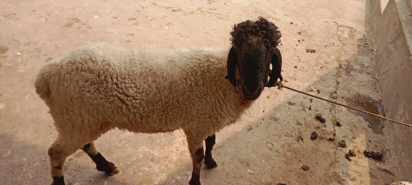 Bakra 1